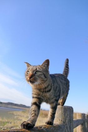 Cat pictures｜ Blue Sky 