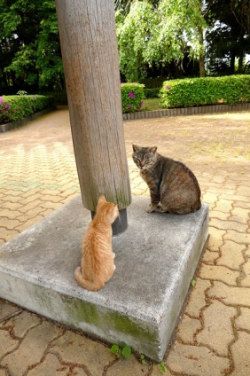 Cat pictures｜教育中