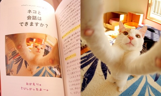 Cat pictures｜本に載った。