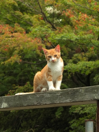 Cat pictures｜秋がそこまで・・・・・