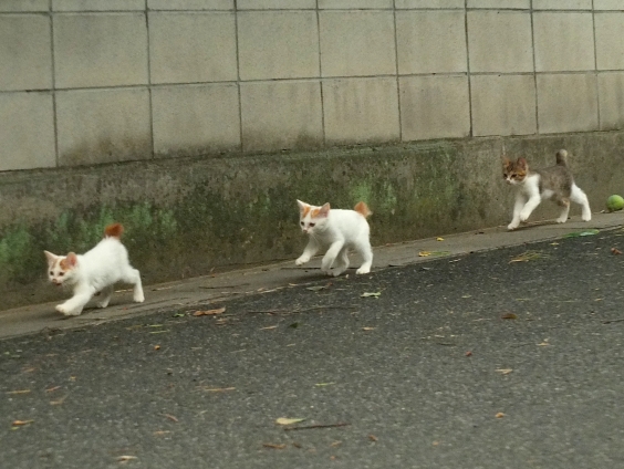 Cat pictures｜おか～さ～ん！