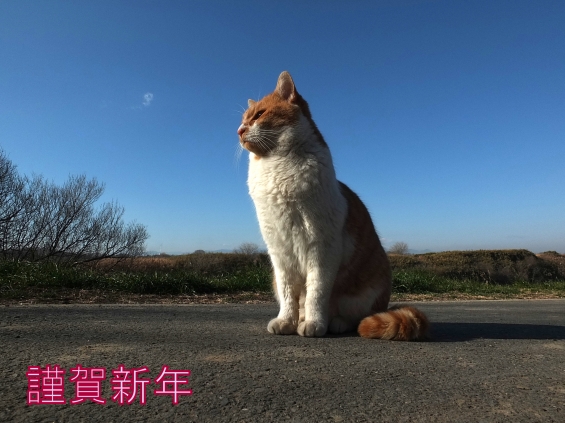Cat pictures｜謹賀新年