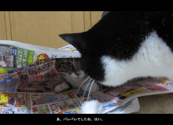 Cat pictures｜見つかってたのねｗ