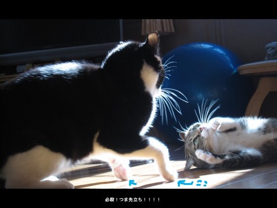 Cat pictures｜日向争奪戦！