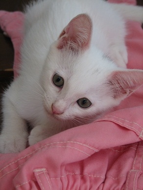 Cat pictures｜白い子猫