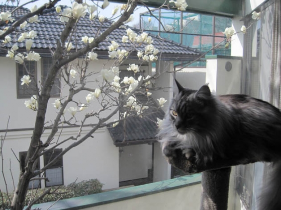 Cat pictures｜銀のお花見