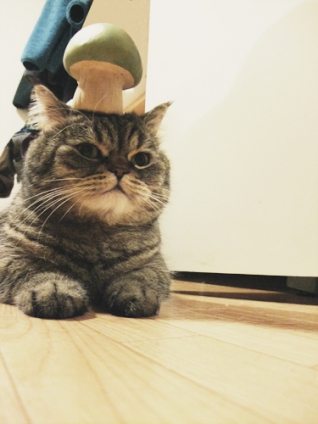 Cat pictures｜きのこmen