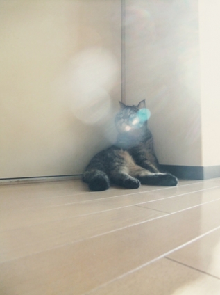 Cat pictures｜キラキラ〜☆