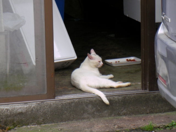 Cat pictures｜松島の魚屋さんの猫です。