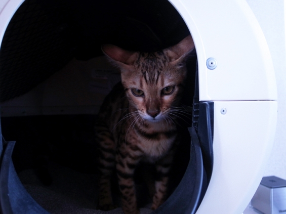 Cat pictures｜（1）トイレ 「んっ・・・」