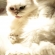 Cat pictures｜ピカー！