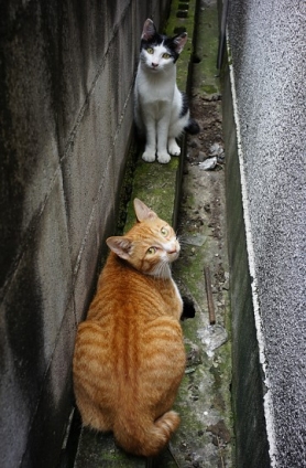 Cat pictures｜キナコとアンコのすきま