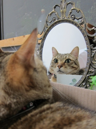 Cat pictures｜鏡よ鏡よ鏡しゃーん！