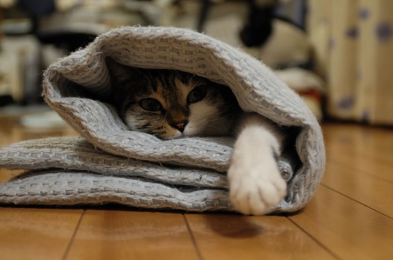 Cat pictures｜まきまき