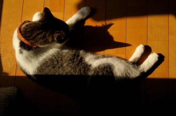 Cat pictures｜あきのひ