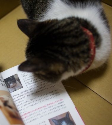 Cat pictures｜出版記念