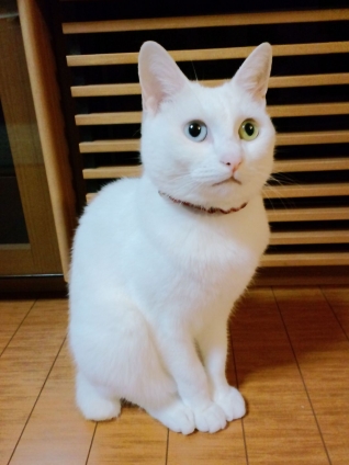 Cat pictures｜おすわり（ぱっちりver.）
