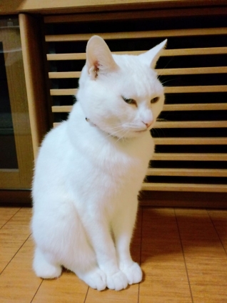 Cat pictures｜おすわり（無関心ver.）