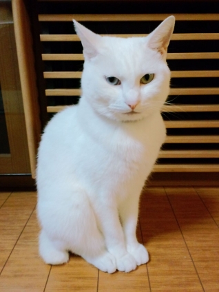 Cat pictures｜おすわり（ガン飛ばしver.）