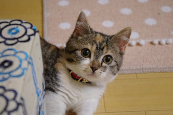 Cat pictures｜ひょこ。