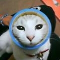 Cat pictures｜中卒（通称おにぎり）