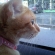 Cat pictures｜雨の日のドライブ