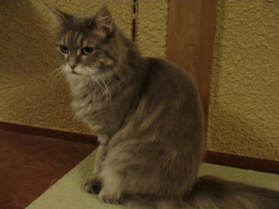 Cat pictures｜ひとりたたずむ姿も美しいグレコさん