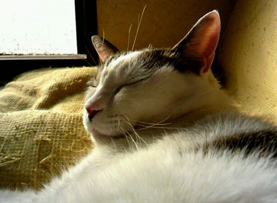 Cat pictures｜2011年最後のひなたぼっこ