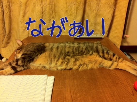 Cat pictures｜のびのびーん