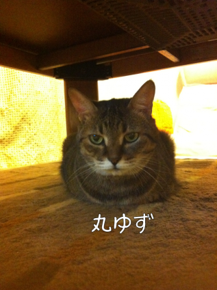 Cat pictures｜前足　格納中