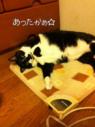 Cat pictures｜冬ですね。