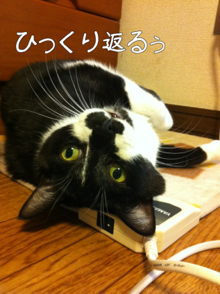 Cat pictures｜ごろん