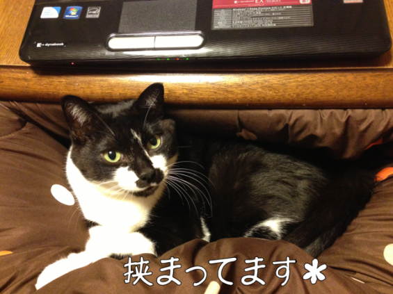 Cat pictures｜キュンキュン