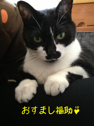 Cat pictures｜キリッッッ!!