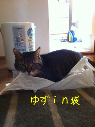 Cat pictures｜インシテミル