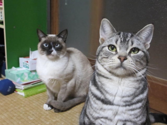 Cat pictures｜トムとレオ