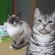 Cat pictures｜トムとレオ