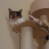 Cat pictures｜聖くん、キャットタワーでくつろぎ中。