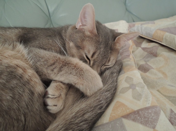 Cat pictures｜皆様の安眠のために・・・