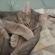 Cat pictures｜皆様の安眠のために・・・
