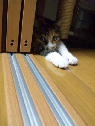 Cat pictures｜いじけ虫