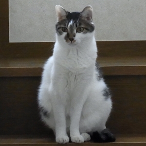 Cat pictures｜銀太