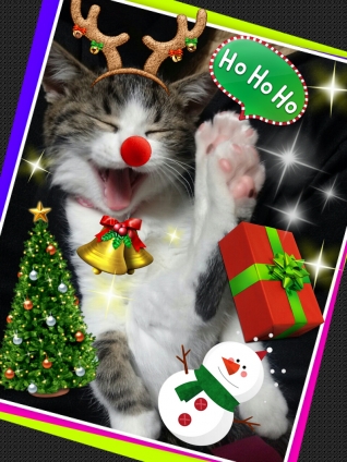 Cat pictures｜★メリークリスマス★