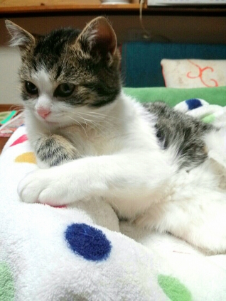 Cat pictures｜相談(*μ_μ)♪