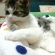 Cat pictures｜相談(*μ_μ)♪