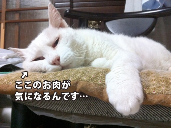 Cat pictures｜メタボ猫