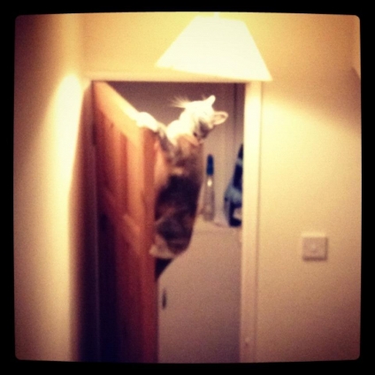 Cat pictures｜Kimicat climb