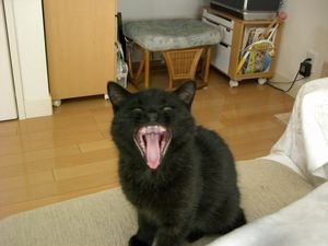 Cat pictures｜ギャオース！！