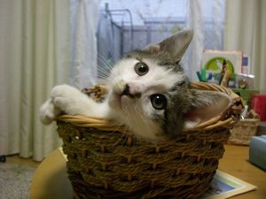 Cat pictures｜かごねこだニャン！！