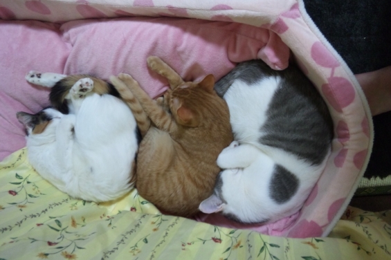 Cat pictures｜ネコだんご３兄弟